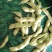 加工厂毛豆台湾75-3基地直供，可视频看货！