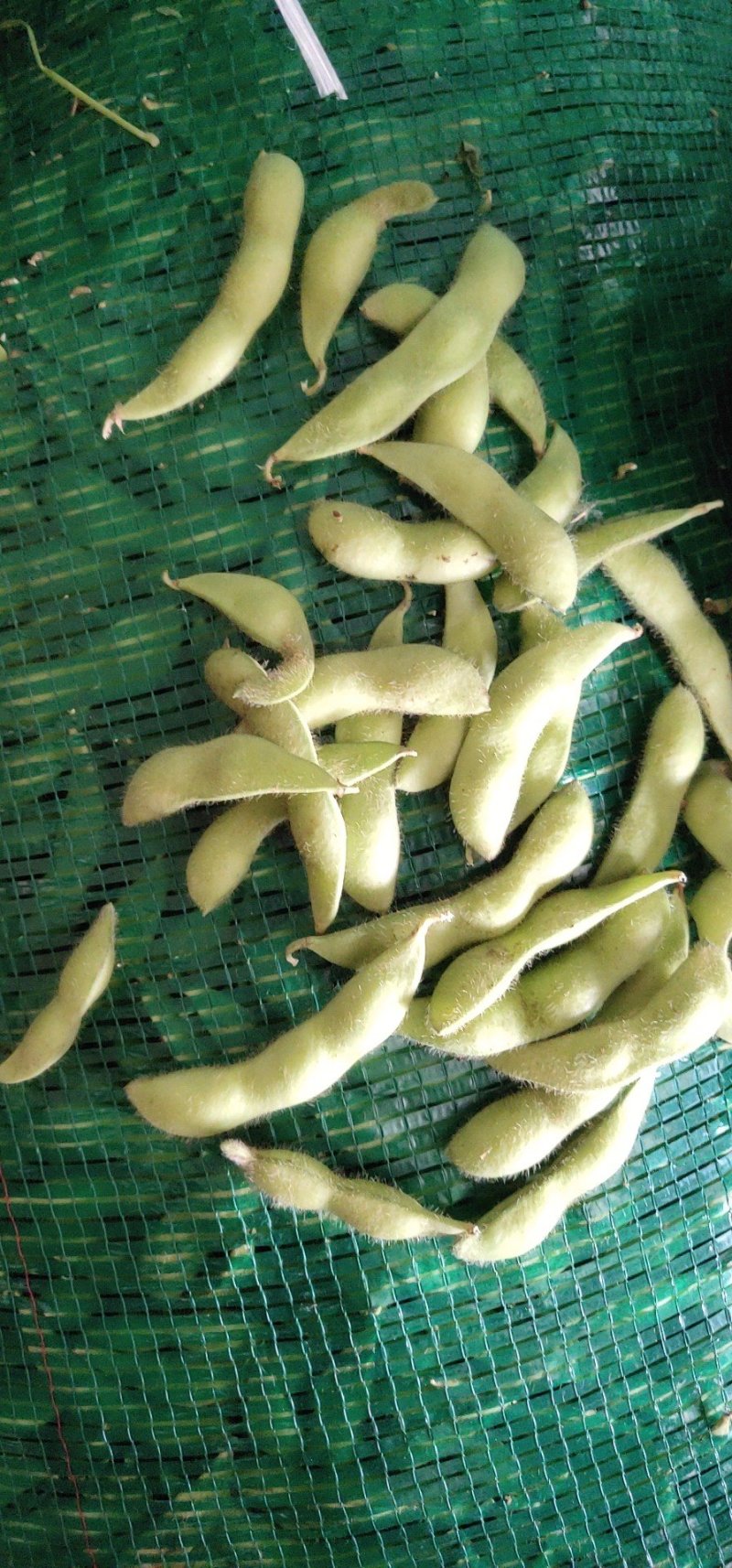加工厂毛豆台湾75-3基地直供，可视频看货！