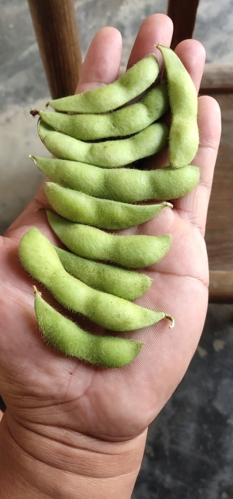 加工厂毛豆台湾75-3基地直供，可视频看货！