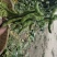加工厂毛豆台湾75-3基地直供，可视频看货！