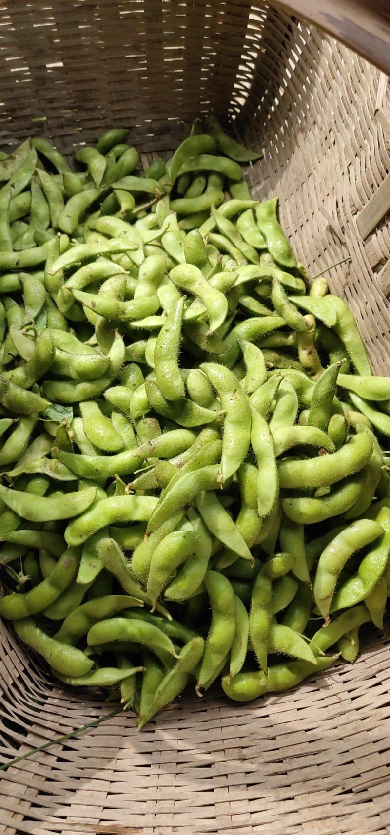 加工厂毛豆台湾75-3基地直供，可视频看货！