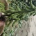 加工厂毛豆台湾75-3基地直供，可视频看货！