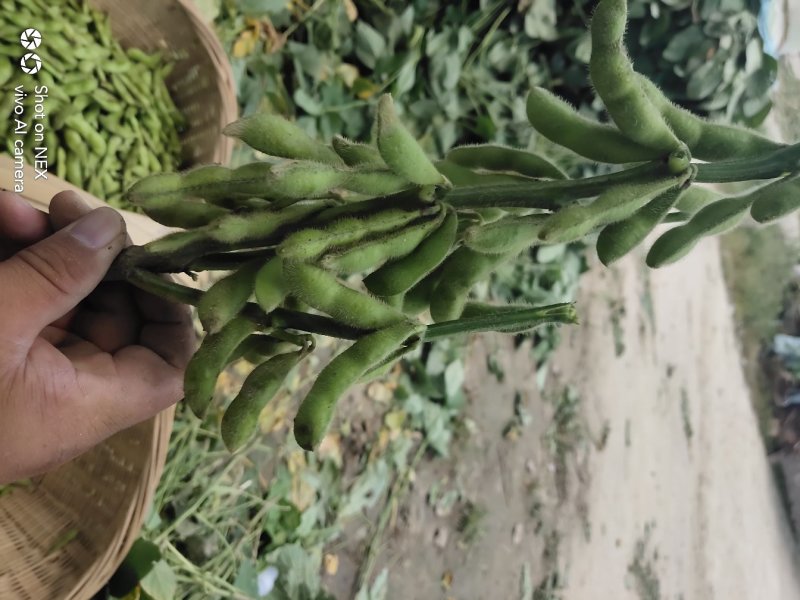 加工厂毛豆台湾75-3基地直供，可视频看货！