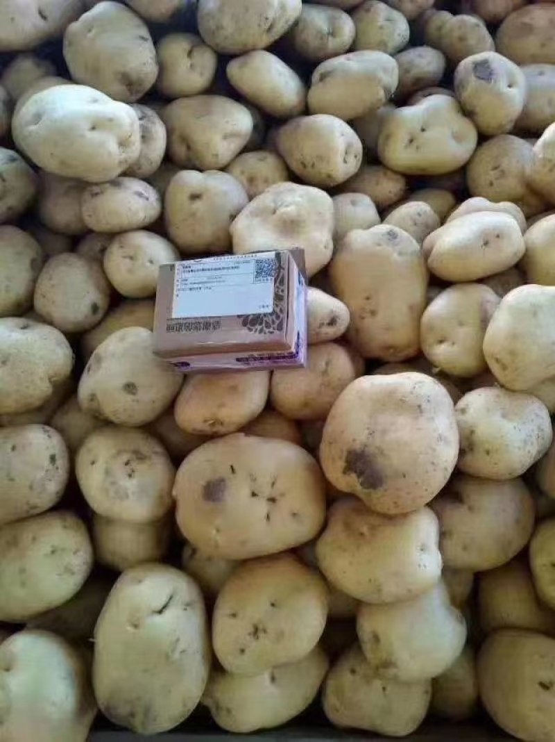 土豆黄心土豆质量保证，货好，物美