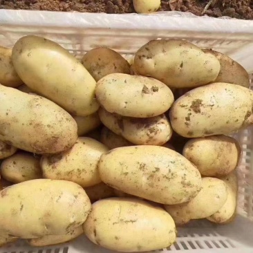 土豆黄心土豆质量保证，货好，物美