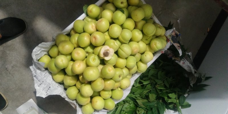 香白杏