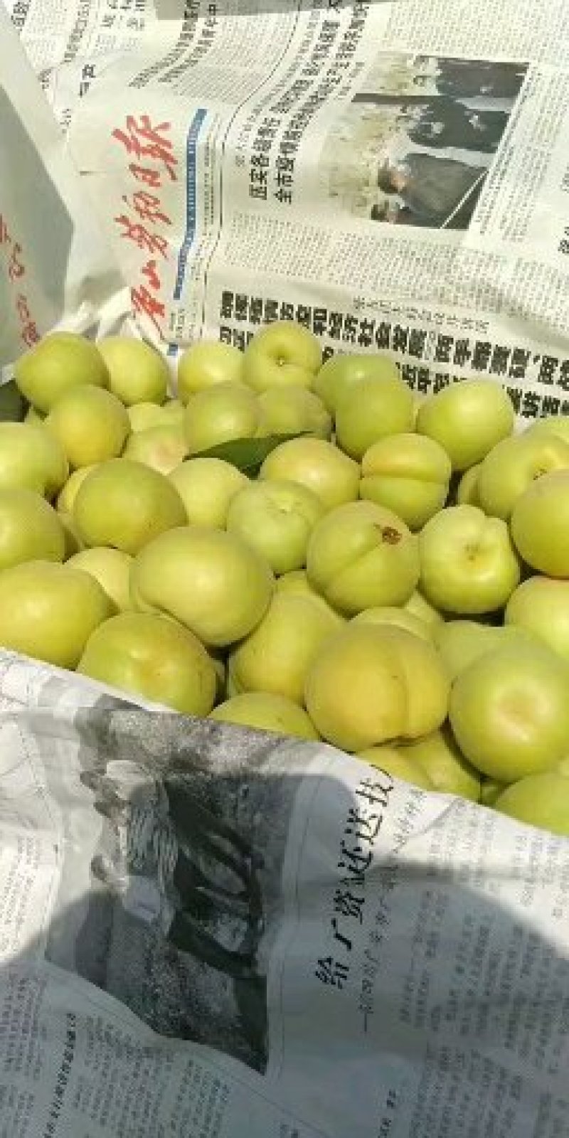 香白杏
