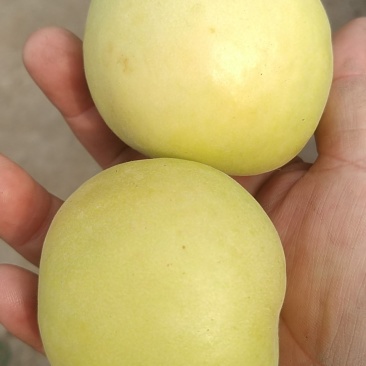 香白杏
