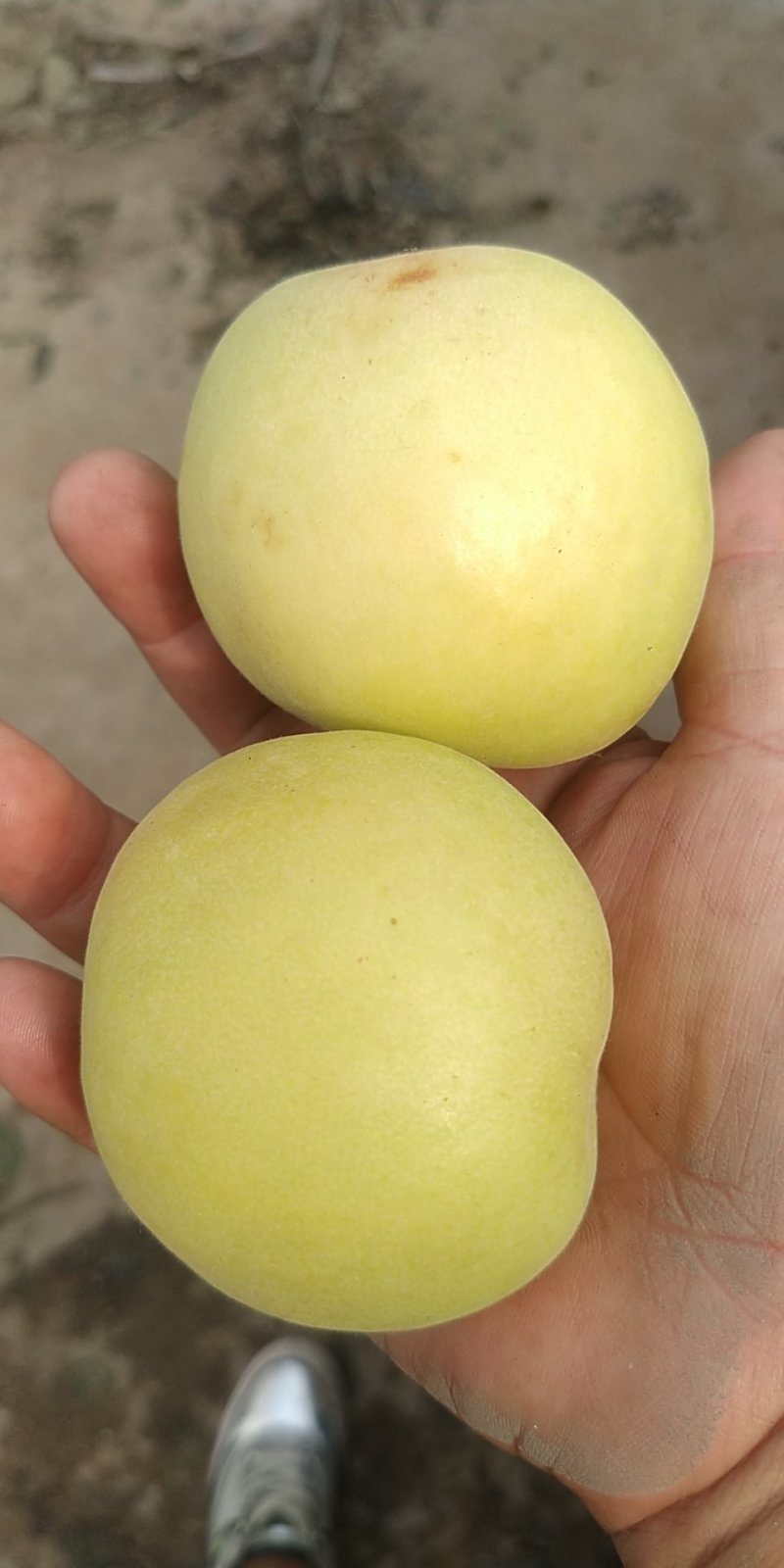 香白杏