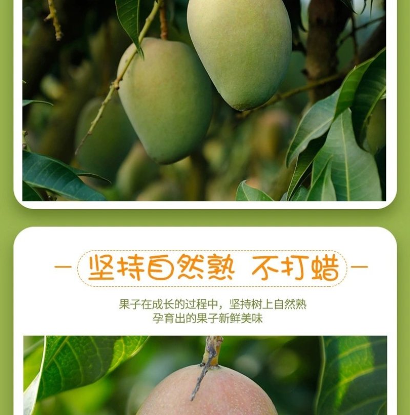 田阳小台农电商对接