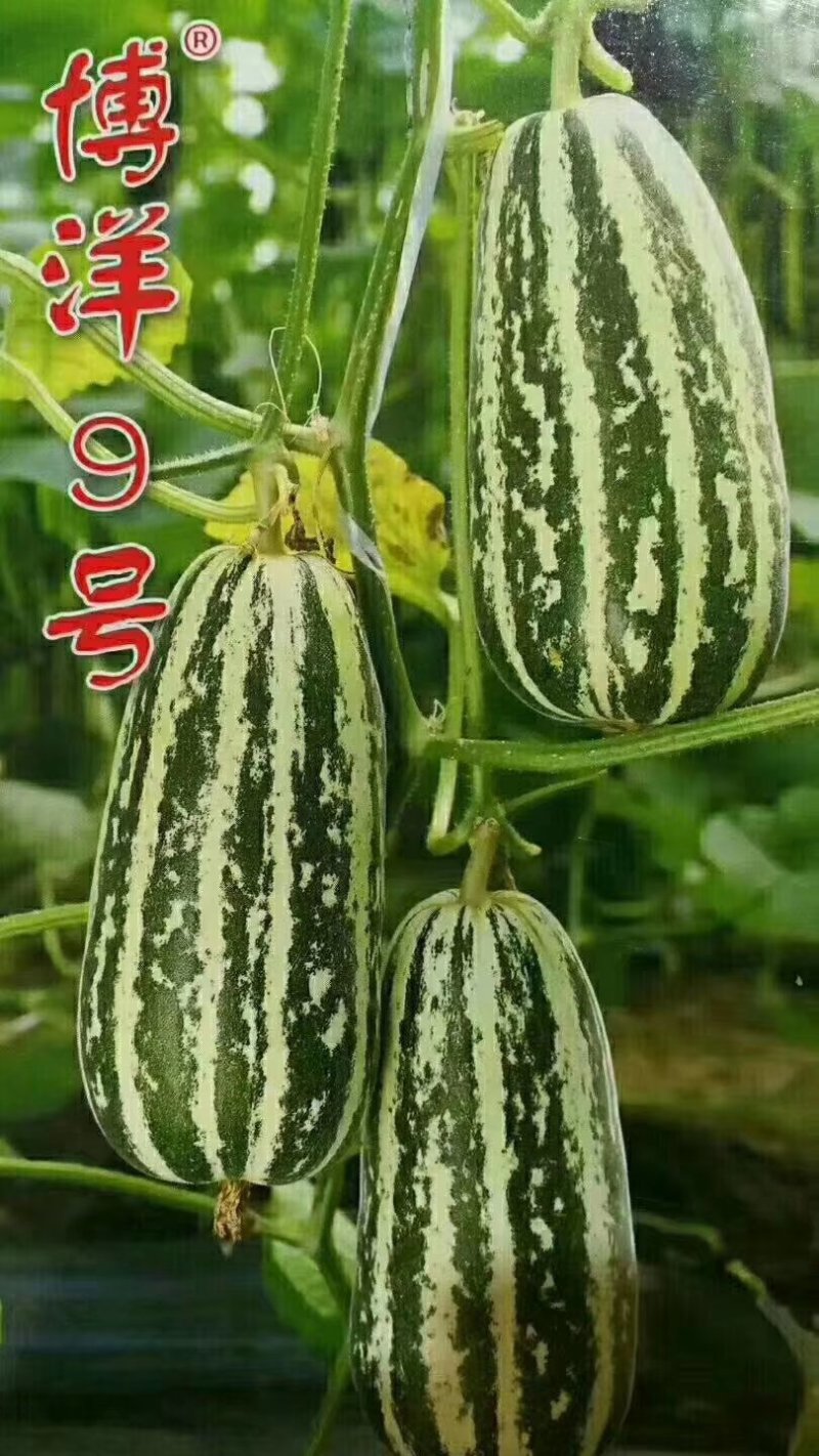 甜瓜苗博洋9苗苗厂直供提前预定更优惠线上交易有保障