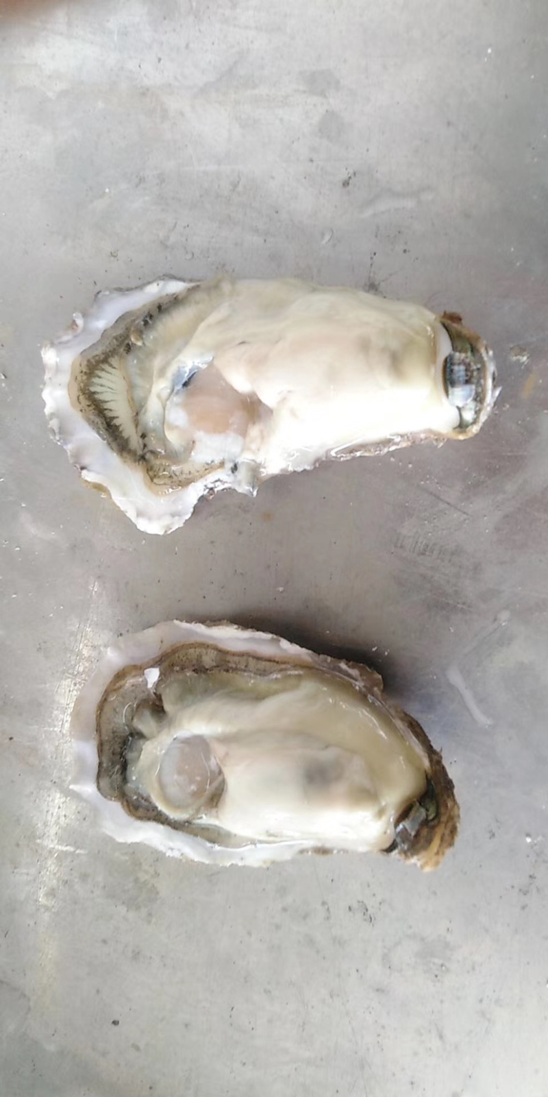 新鲜生蚝，产地直销，货源稳定，肥度饱满，