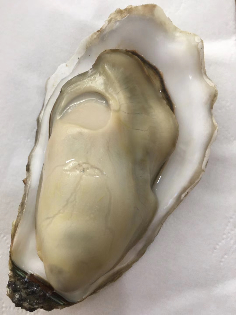 新鲜生蚝，产地直销，货源稳定，肥度饱满，