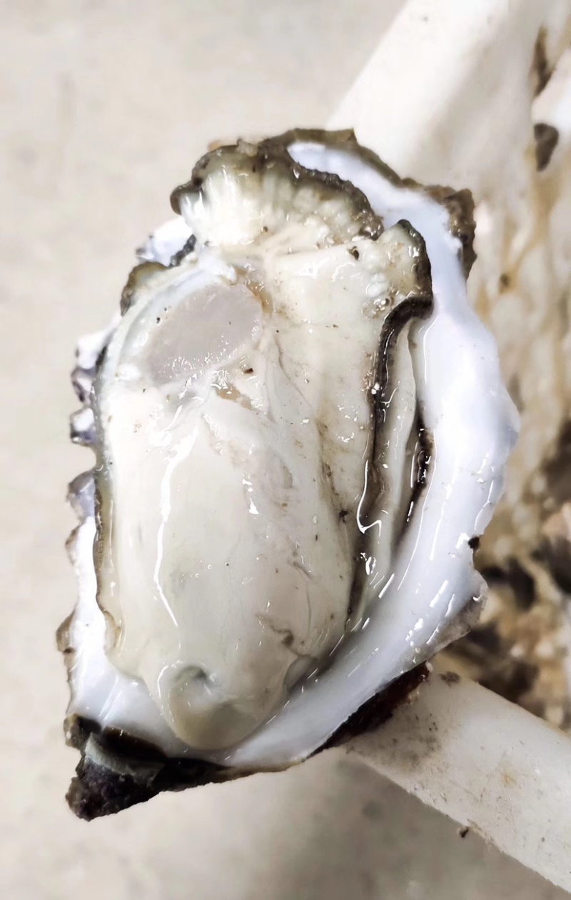 新鲜生蚝，产地直销，货源稳定，肥度饱满，
