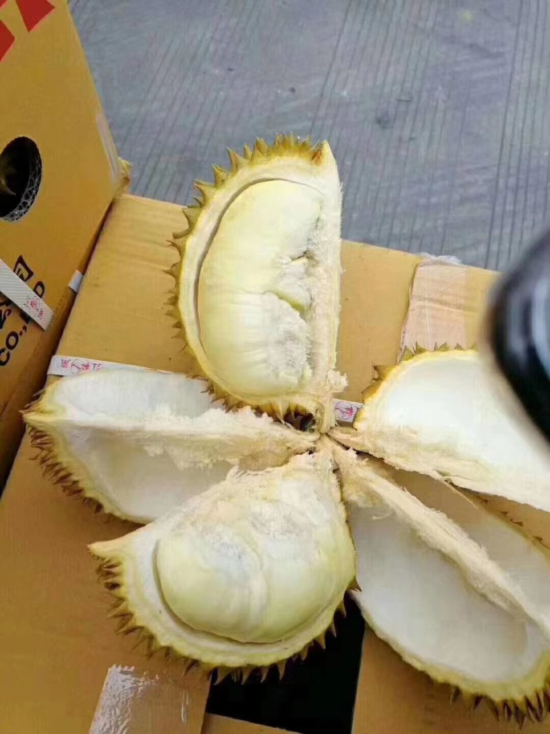 泰国进口榴莲批发