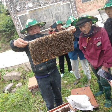 中蜂蜜蜂出售