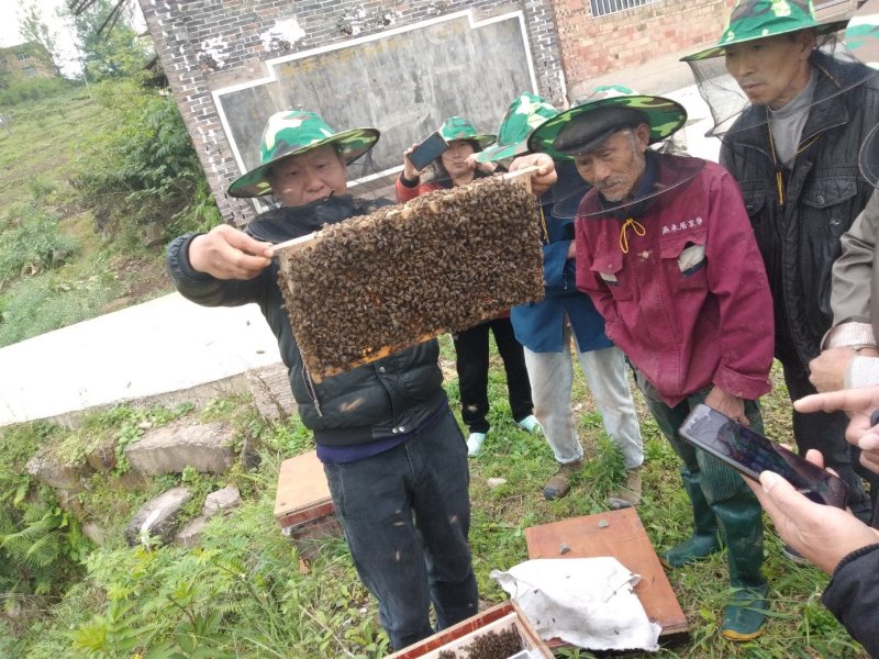 中蜂蜜蜂出售