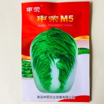 申荣M5大白菜种子中熟内心浅黄色