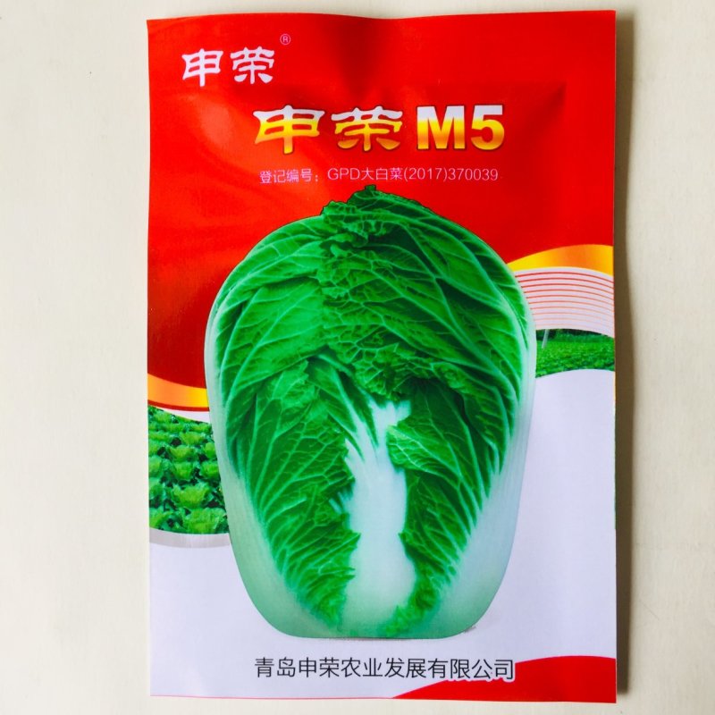 申荣M5大白菜种子中熟内心浅黄色