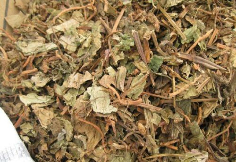 大深山里野生鱼腥草干货