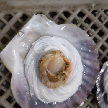 扇贝粉丝，新鲜速冻扇贝粉丝，无蒜蓉扇贝粉丝