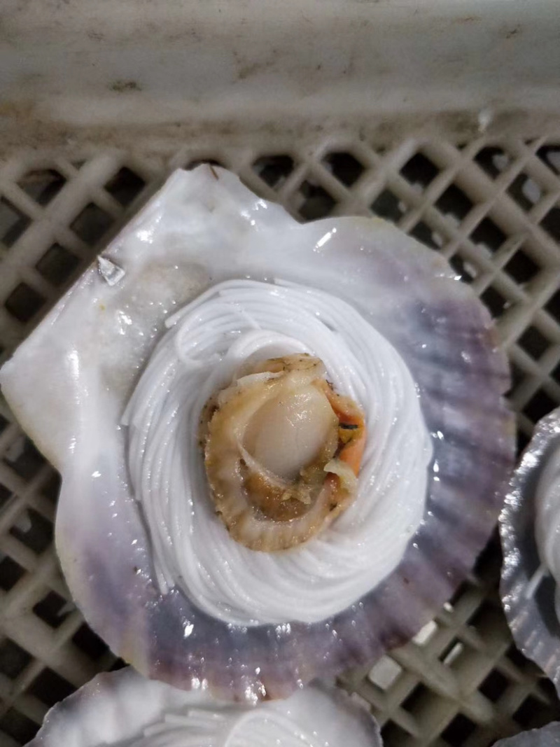 扇贝粉丝，新鲜速冻扇贝粉丝，无蒜蓉扇贝粉丝