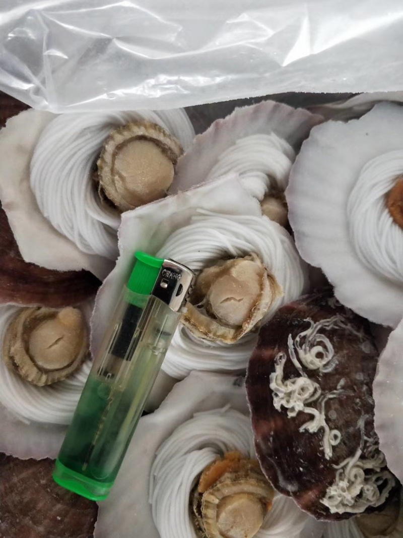 扇贝粉丝，新鲜速冻扇贝粉丝，无蒜蓉扇贝粉丝