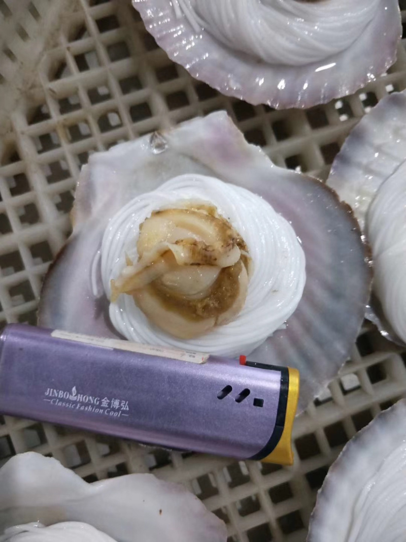 扇贝粉丝，新鲜速冻扇贝粉丝，无蒜蓉扇贝粉丝