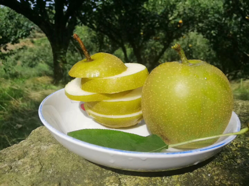 建宁黄花梨之翠冠梨每天现摘现发