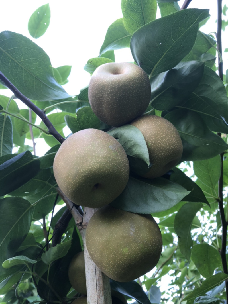 建宁黄花梨之翠冠梨每天现摘现发