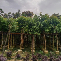 大叶紫薇移值苗5-20公分
