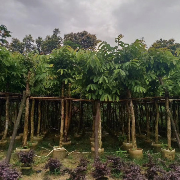大叶紫薇移值苗5-20公分