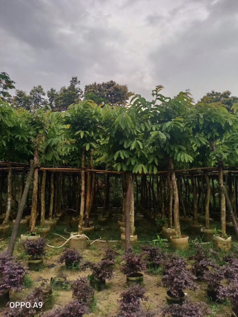 大叶紫薇移值苗5-20公分