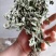 癞蛤蟆草野生包邮一一手选色青味浓批发零售产地直发一手货源