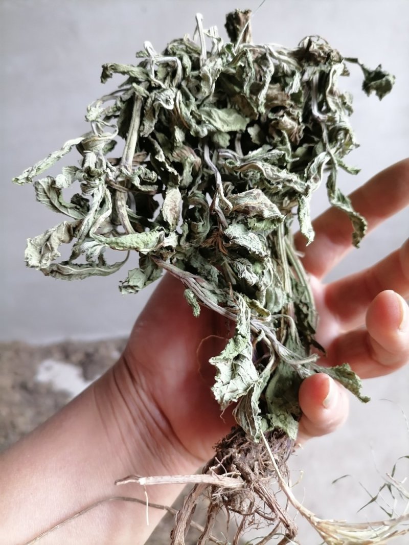 癞蛤蟆草野生包邮一一手选色青味浓批发零售产地直发一手货源