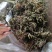 癞蛤蟆草野生包邮一一手选色青味浓批发零售产地直发一手货源