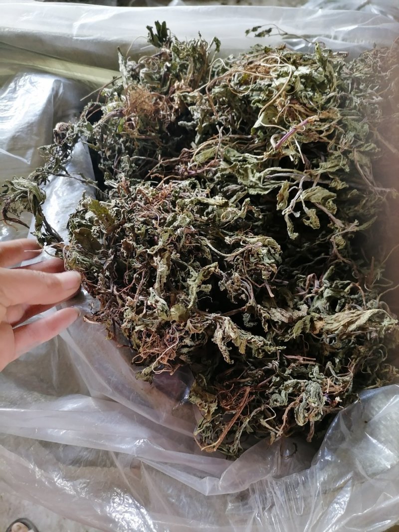 癞蛤蟆草野生包邮一一手选色青味浓批发零售产地直发一手货源