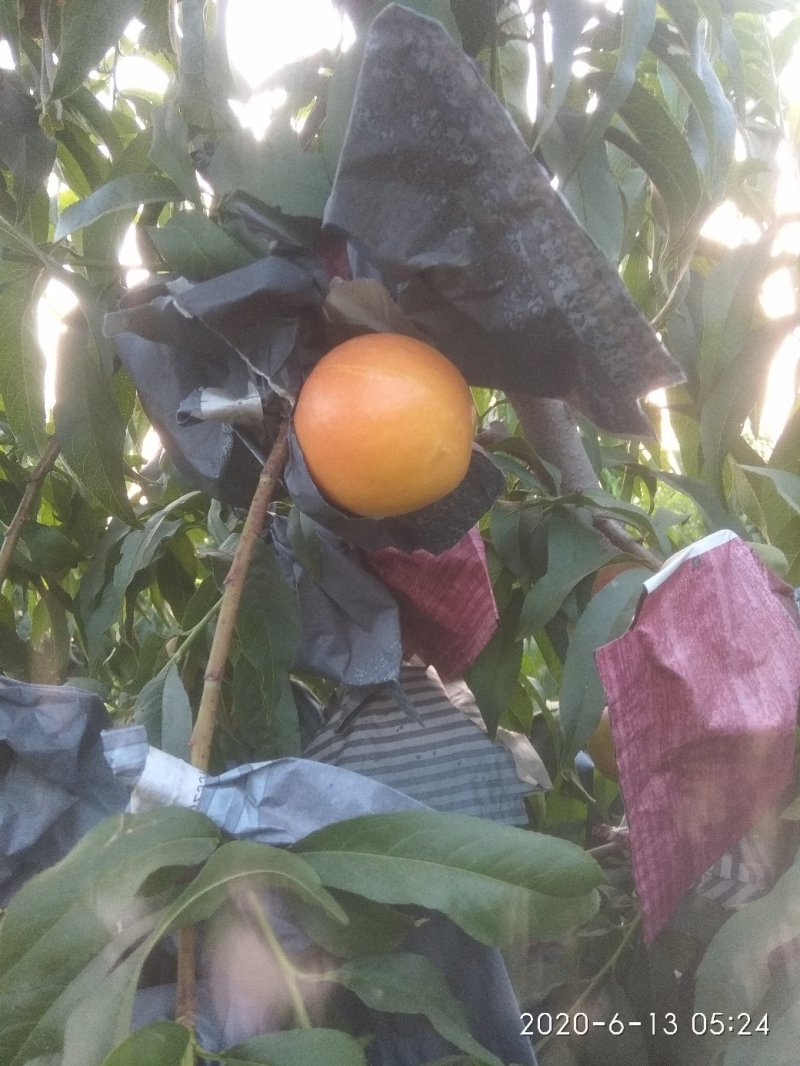 油桃
