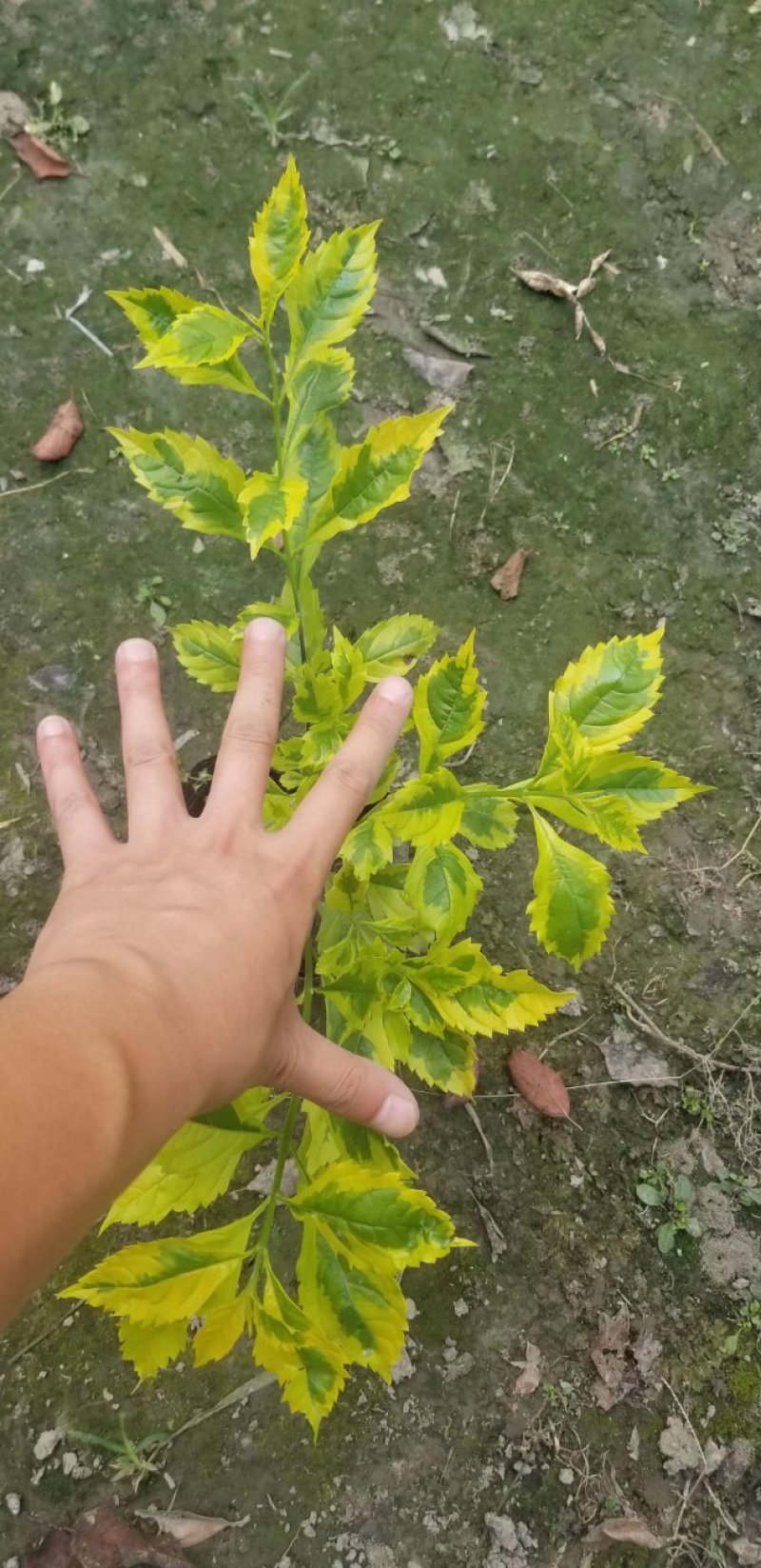 批发连翘杯苗，大杯小杯都有，成都货源