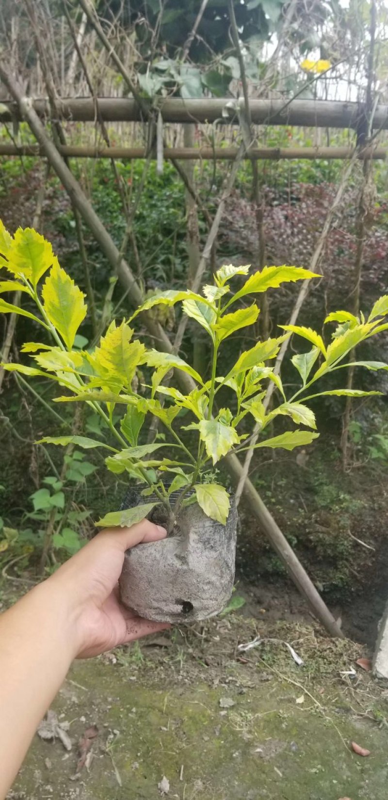 批发连翘杯苗，大杯小杯都有，成都货源
