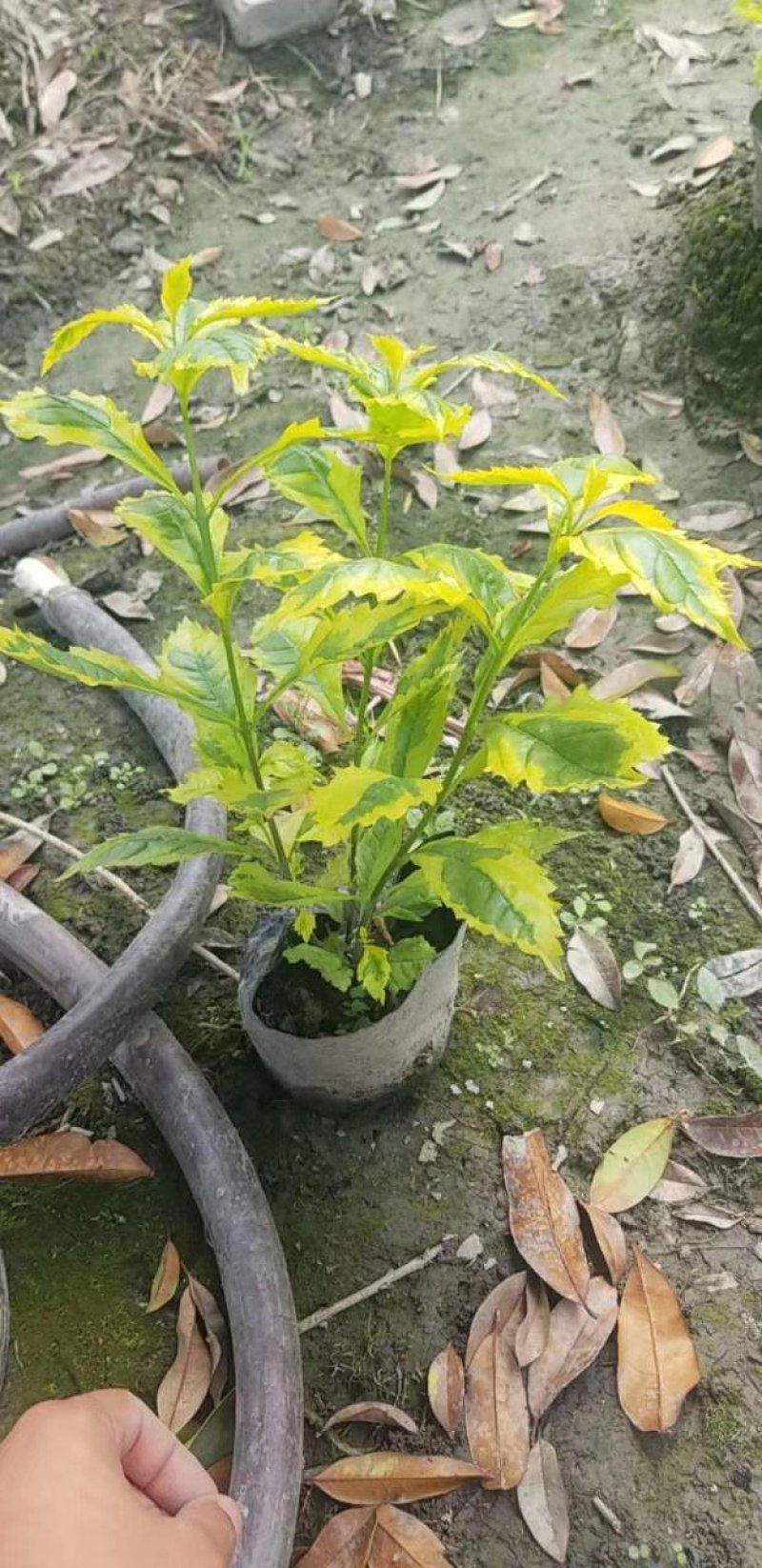 批发连翘杯苗，大杯小杯都有，成都货源
