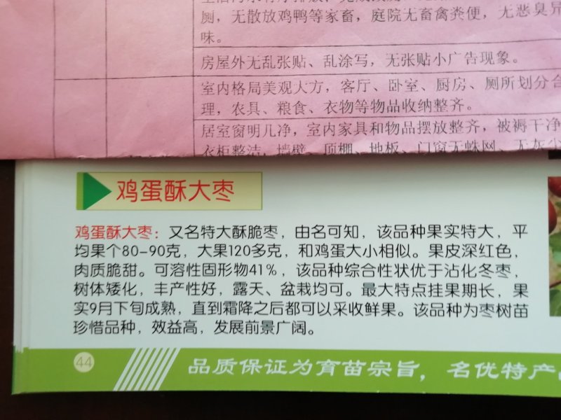 基地直供优质枣树苗，规格齐全，质优价廉。