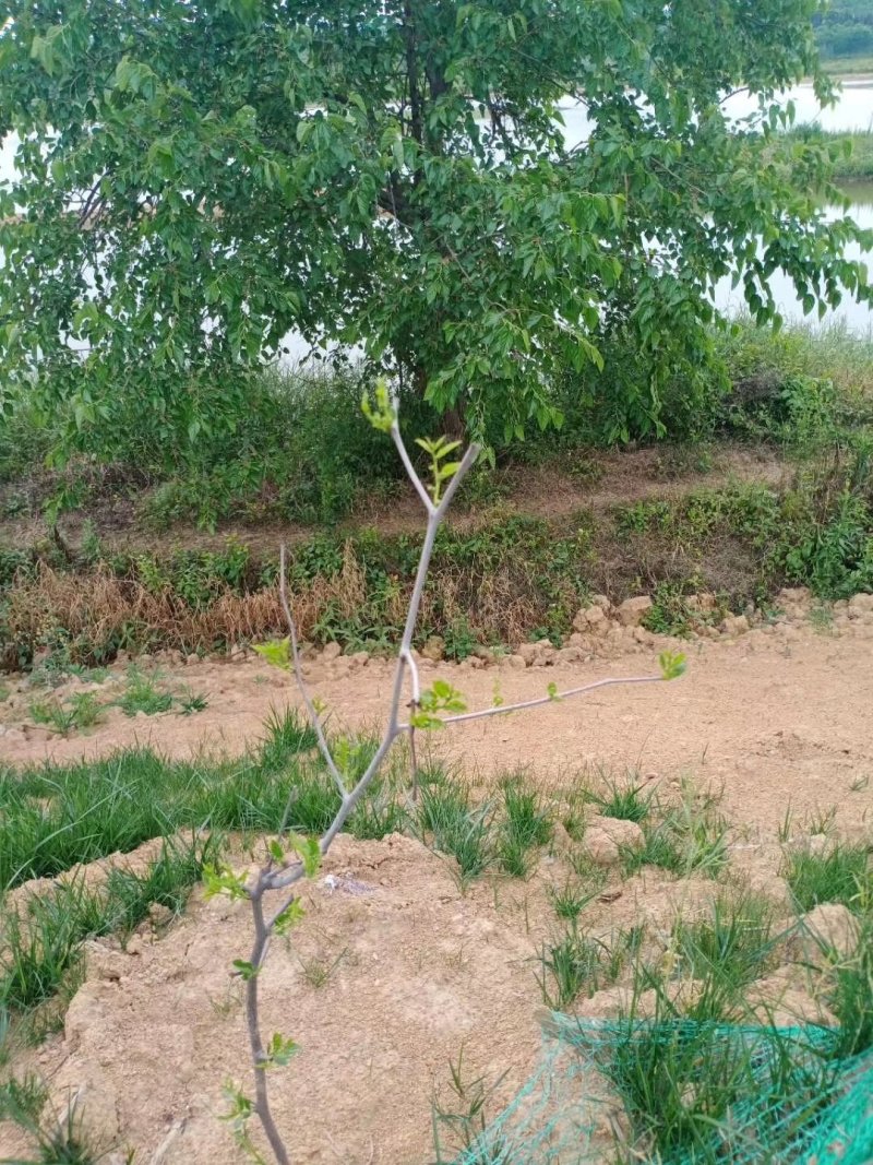 基地直供优质枣树苗，规格齐全，质优价廉。