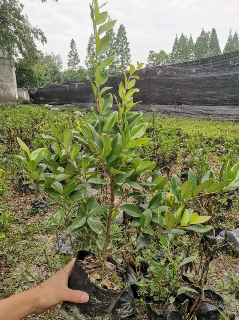 批量供应杯苗金森女贞，金森女贞杯苗成都基地货源