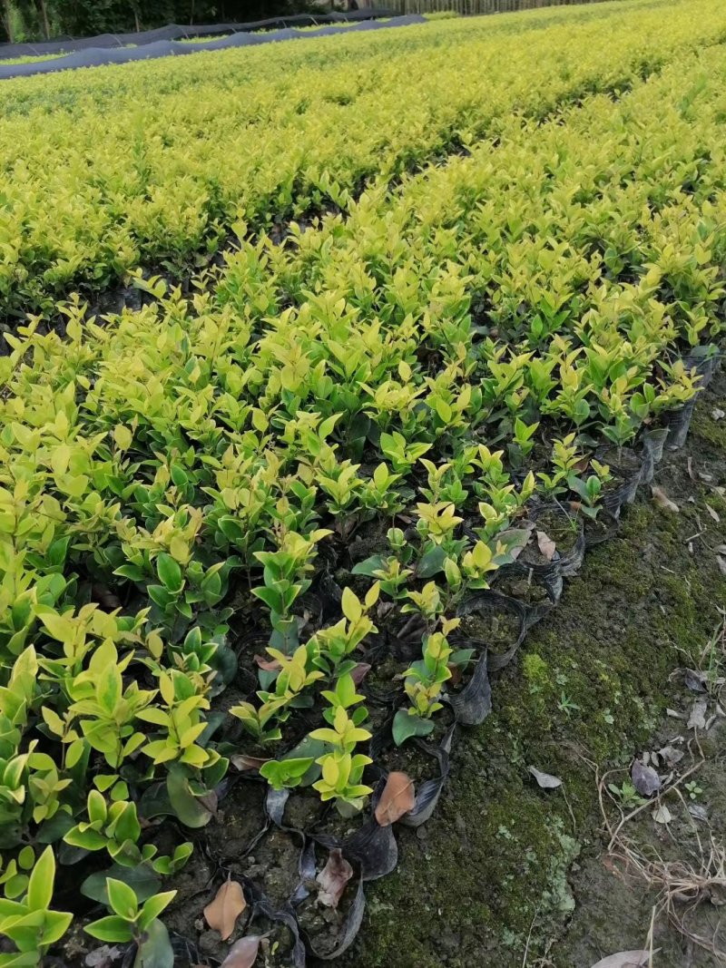 批量供应杯苗金森女贞，金森女贞杯苗成都基地货源