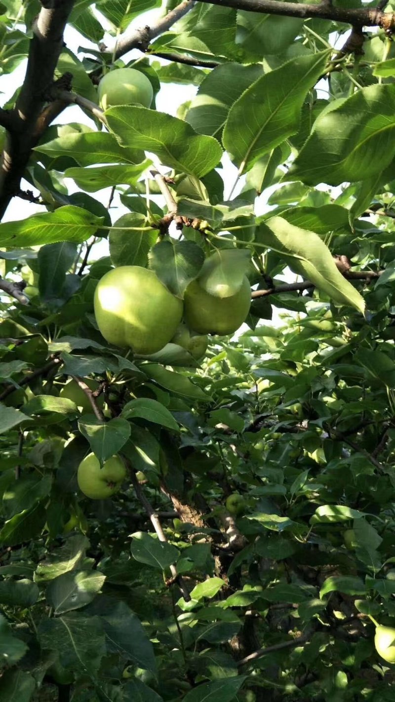 陕西产地直销酥梨-彩虹梨，红香酥红啤梨社区商超对接