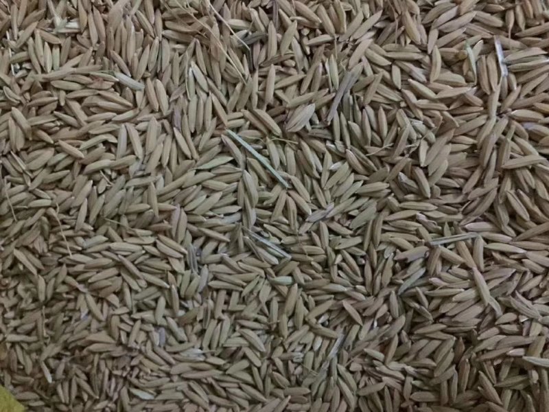 生态新鲜油粘米，现碾现卖不包邮