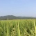 生态新鲜油粘米，现碾现卖不包邮