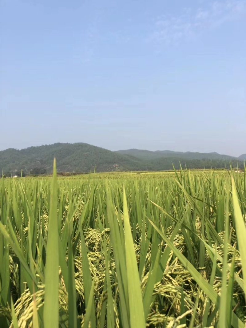 生态新鲜油粘米，现碾现卖不包邮