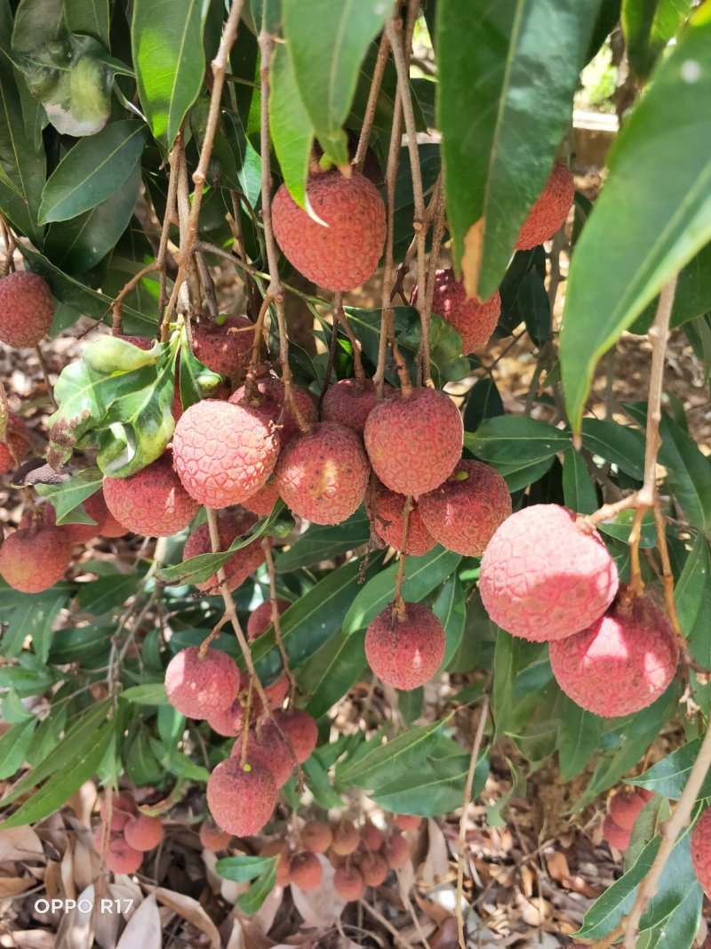 荔枝